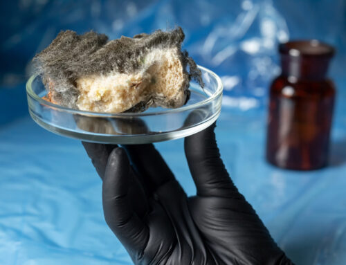 Asbestos Testing Wollongong: When and Why It Matters